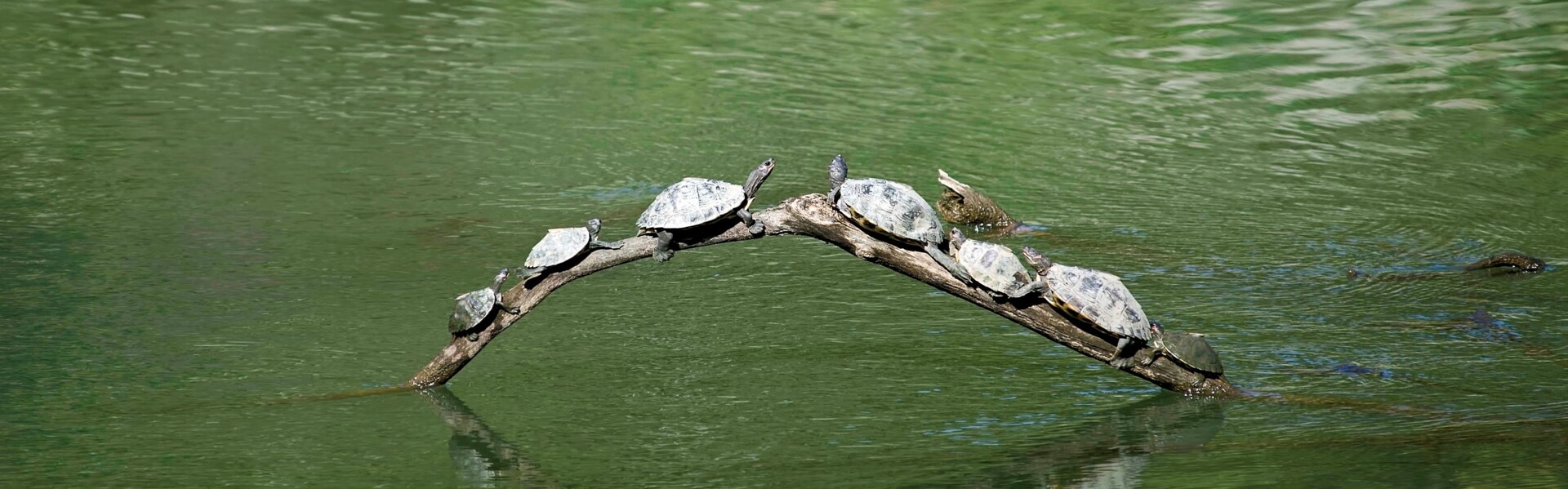 Baruah turtles