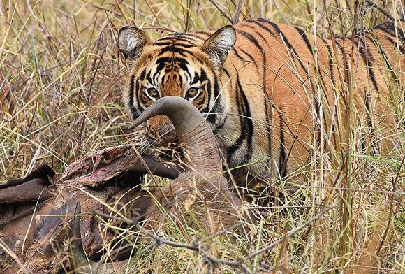 Averting Extinction