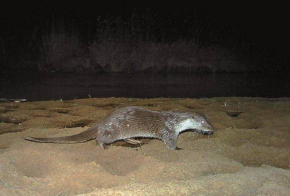 Otters in Tiger Country