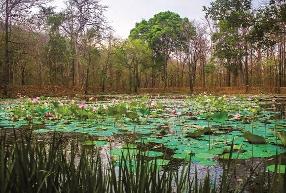Sunabeda - Once a Bastion for Wildlife