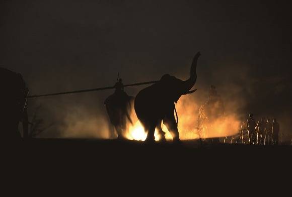 Wildlife Photography in Transit