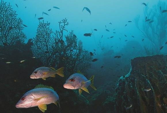 The Deep Water Blues