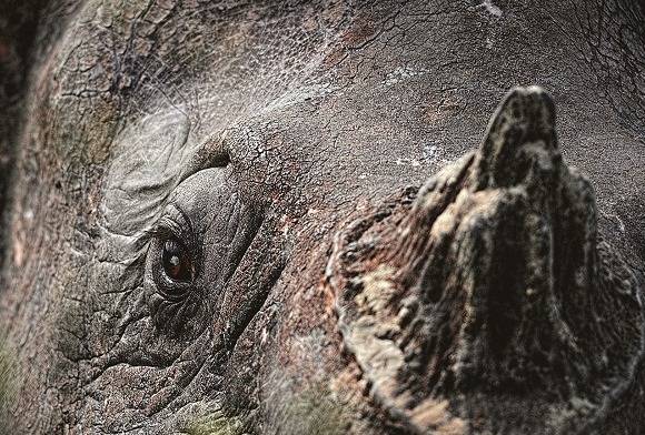 Conservation Photography