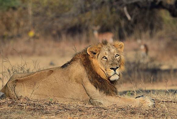 8,000 e-eyes to count lions across 25,000 sq km in Gir