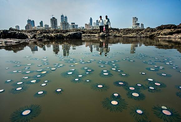 Marine Life Of Mumbai