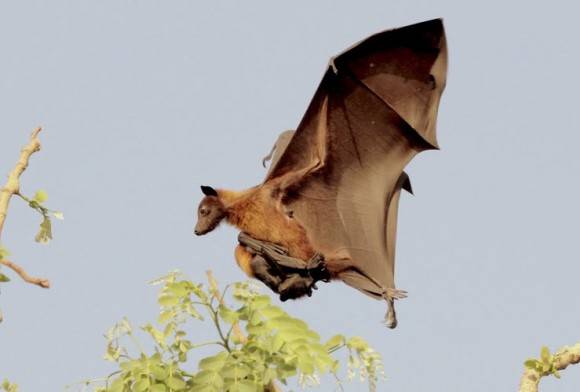Batting for Bats