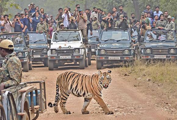Tourism's Potential For Conservation