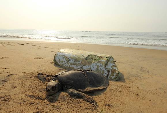 Wildlife Conservation And Animal Welfare Association