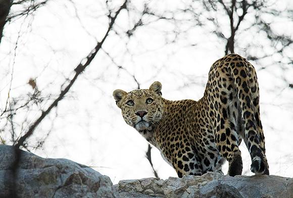 The Battle For Tost's Snow Leopards