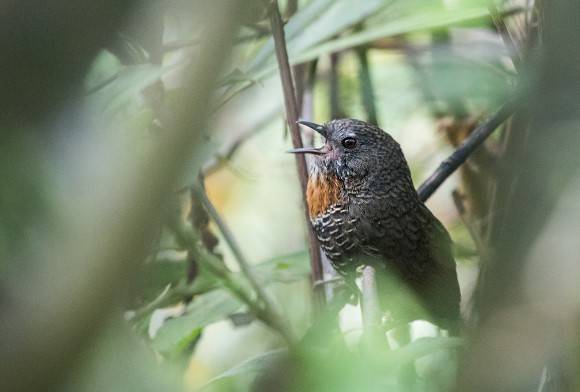 Ornithologist Underscores Bird Diversity in Dibang Valley