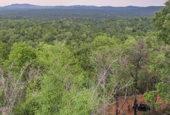 Forest Staff Attacked in Chhattisgarh Tiger Reserve