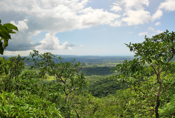 Press Release on Forest and Environmental Clearances During COVID