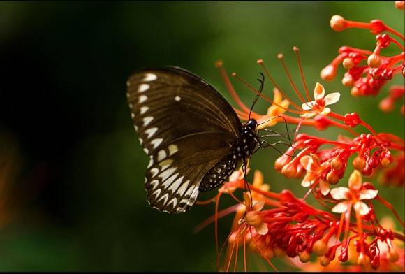 Scientists and Citizens Oppose Forest Diversion in Goa