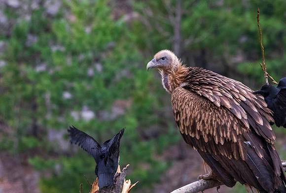 The Vulture Crisis