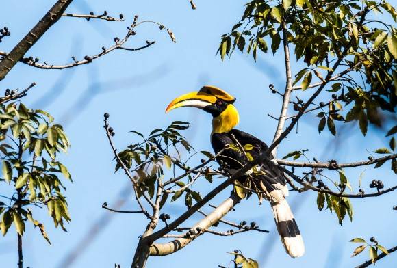 Can Fibreglass Save the Hornbill?