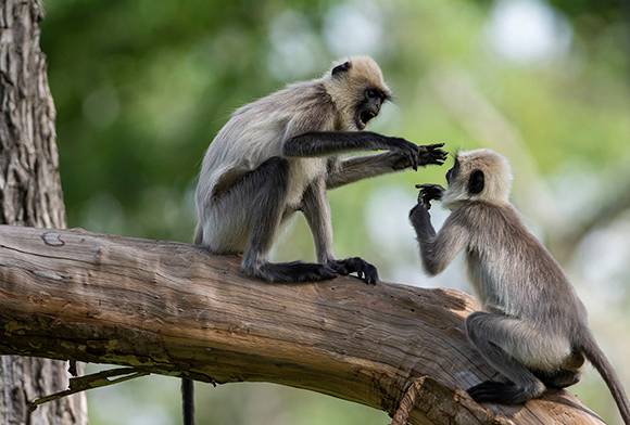From The Hills Of The Himalayan Langur