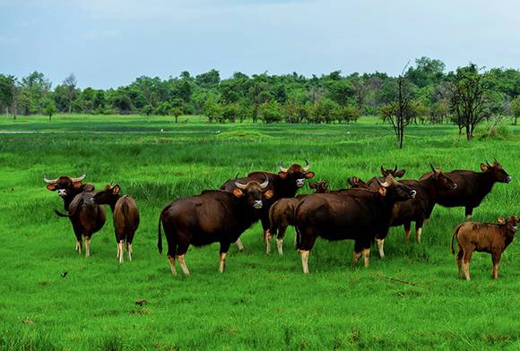 Wildlife Biologist And Filmmaker Archana Bali