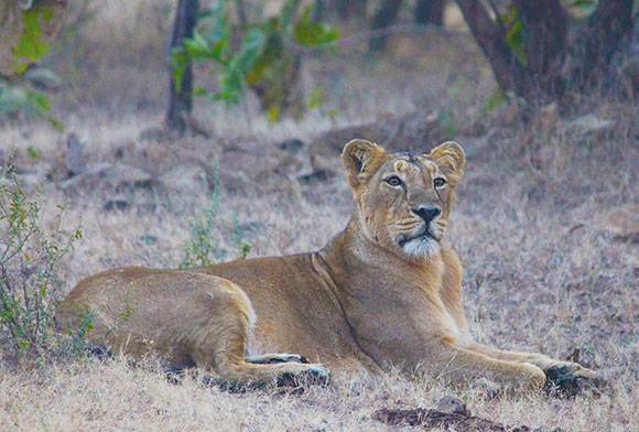 An Extract from Exotic Aliens - The Lion and Cheetah in India