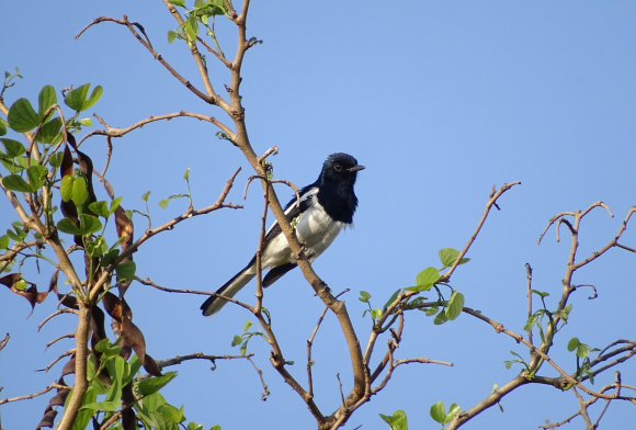 The Stories Songbirds Tell