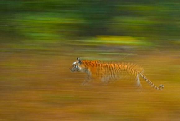 Campaign Update 1: Stop Slaughtering Wildlife