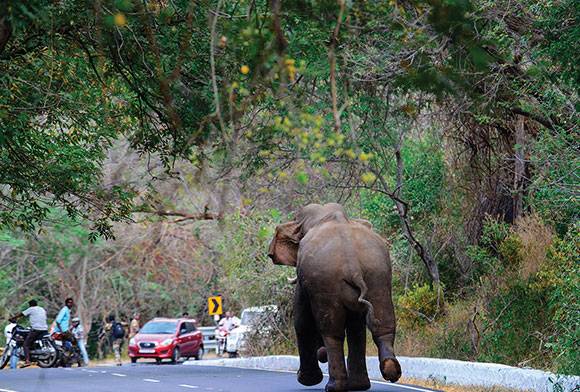 Human-Elephant Conflict In India
