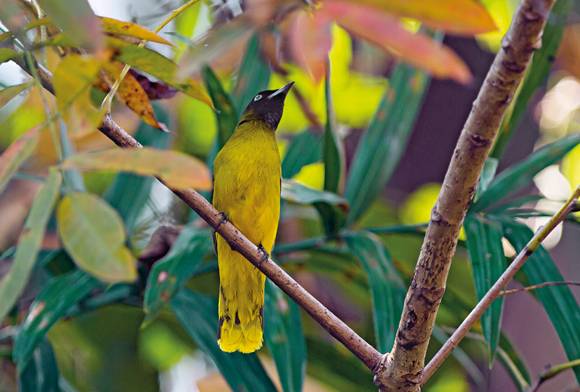 Birding In The Middle Andamans