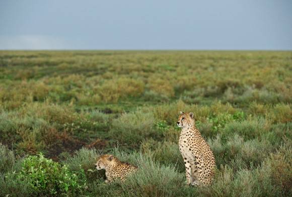 The Call of the Cheetah