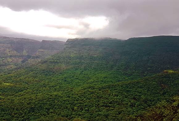 The Forests Of Thane