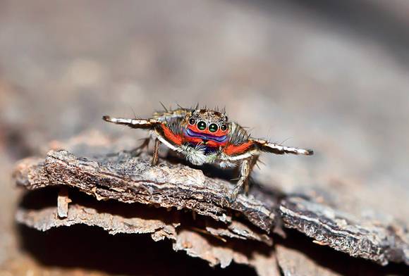 Courting A Rainbow Jumper