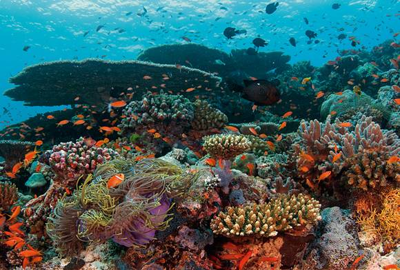 In Pursuit Of  Healthy Reefs