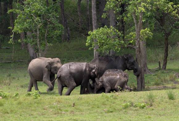 Forest Fires, Elephants and People