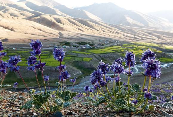 Arid Zone Flora