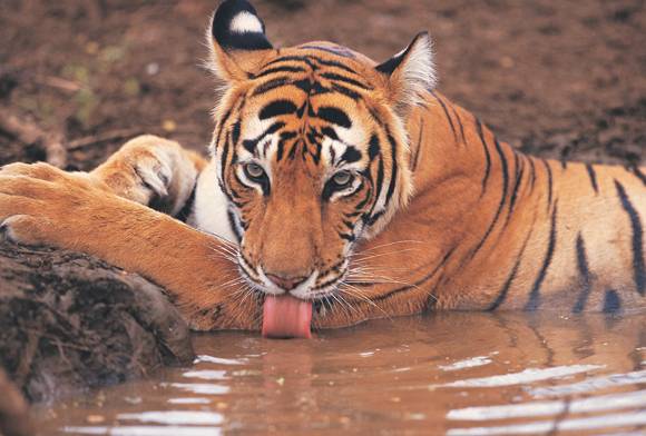 The Forgotten Tigers of Pilibhit