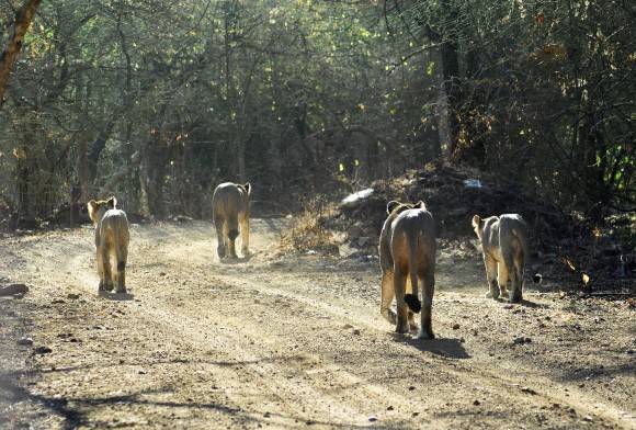 The Lion’s Last Walk