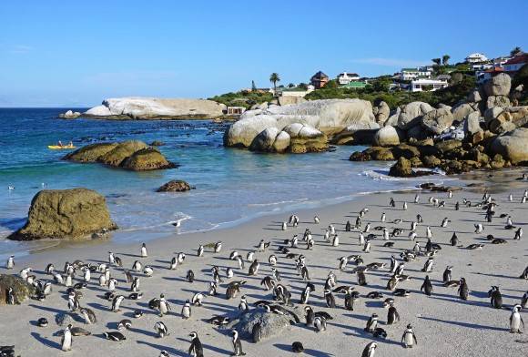 African Penguins in Gujarat?