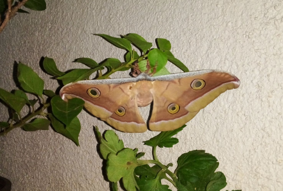 Flying Jewels
