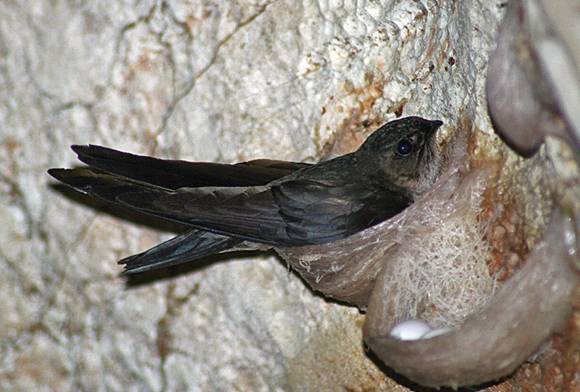 Diversity And Inclusion In Field Biology