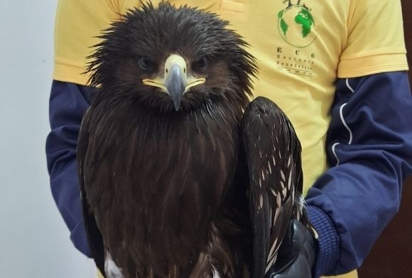 Helping Hands: Eco Rescuers Foundation