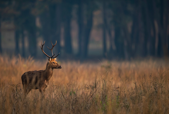Kanha, Teeming with Wildlife, not Tourists