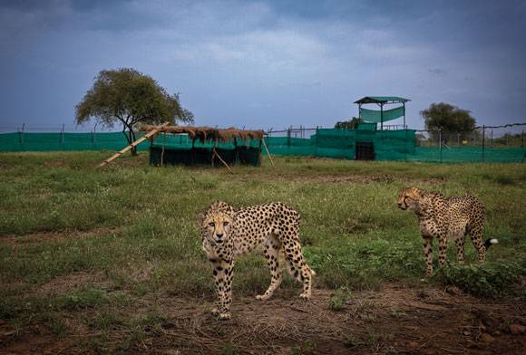 Bringing The Cheetah Back To India