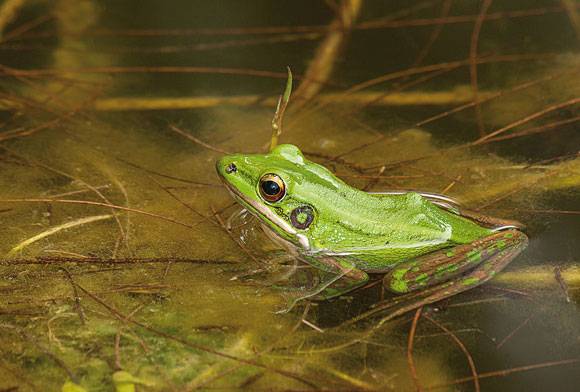 Sambelong Memories: Herping In The Rainforests Of Great Nicobar
