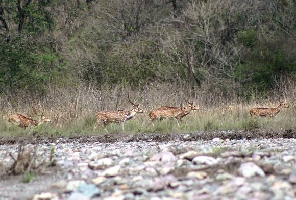 Raimona’s Shy Creatures