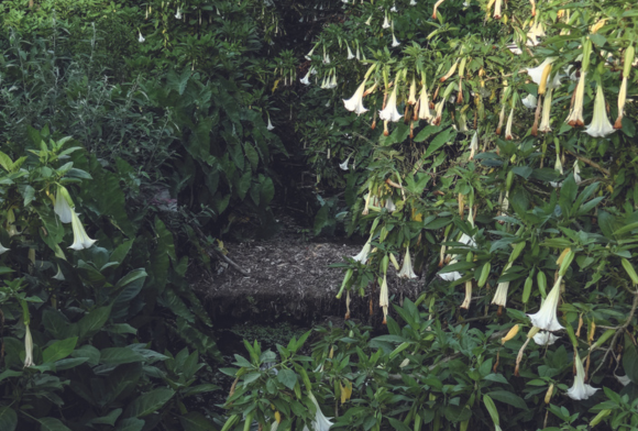 The Brugmansia's New Home