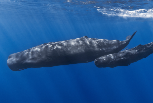 Whalesome Rescue