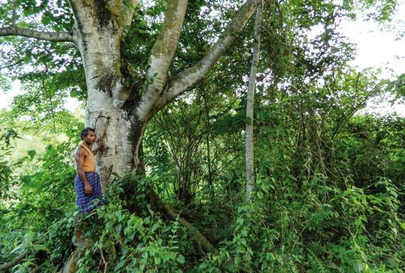 Can Rewilding Save The Paris Agreement?