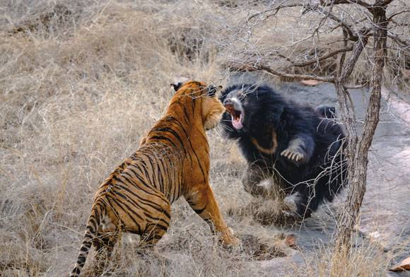 Rest In Peace: Aditya Dicky Singh Of Ranthambhore