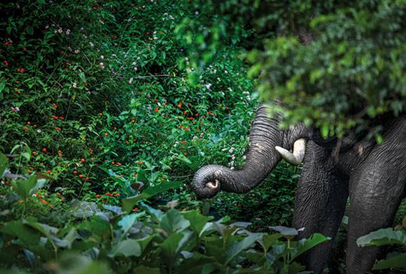 The Elephant In The Room: Commentary