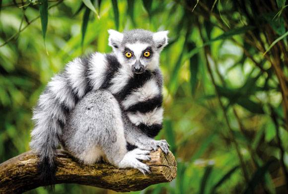 Cub News November 2023