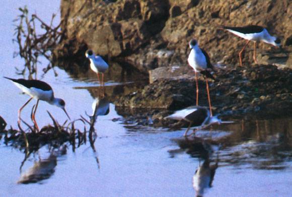 The Black-winged Stilt