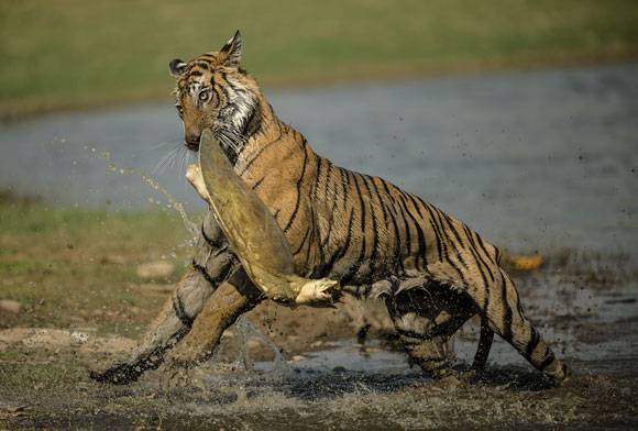 Ranthambhore’s Tigers, Turtles And Life